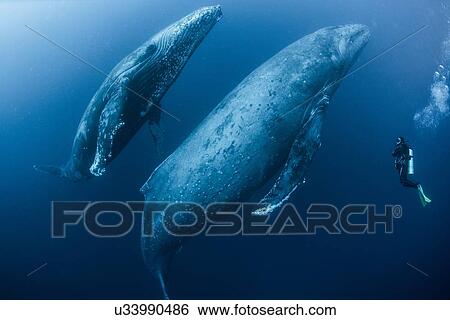 Stock Photograph - "Scuba diver approaches adult female humpback whale (Megaptera novaeangliae) and younger male escort, Roca Partida, Revillagigedo, Mexico". Fotosearch