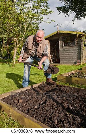 "Senior man, digging soil in garden" View Large Photo Image Stock Photo - "Senior man, digging soil in garden". Fotosearch
