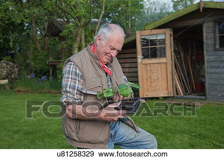 "Senior man, handling seedlings in garden" View Large Photo Image Stock Photo - "Senior man, handling seedlings in garden". Fotosearch
