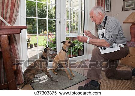 Senior man teaching pet dogs to sit and wait for treats View Large Photo Image Stock Photography - Senior man teaching pet dogs to sit and wait for treats. Fotosearch