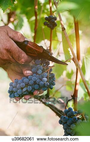 Senior mans hand cutting grapes from vine View Large Photo Image Stock Image - Senior mans hand cutting grapes from vine. Fotosearch