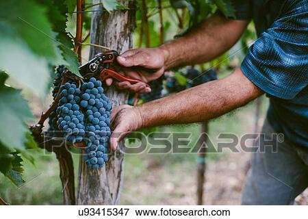 Senior mans hands harvesting grapes from vine View Large Photo Image Stock Photo - Senior mans hands harvesting grapes from vine. Fotosearch