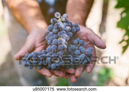 Senior mans hands holding harvested grapes View Large Photo Image Stock Photography - Senior mans hands holding harvested grapes. Fotosearch