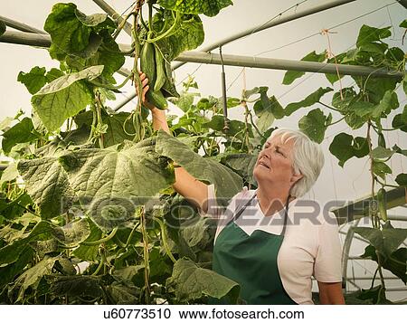 Stock Image - Senior woman picking organic cucumbers in poly tunnel. Fotosearch