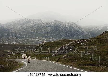 "Sheep on road, Isle of Lewis, West Coast, Scotland" View Large Photo Image Stock Photography - "Sheep on road, Isle of Lewis, West Coast, Scotland". Fotosearch