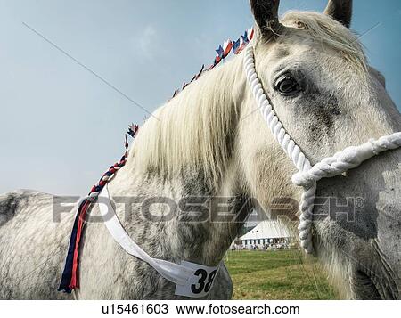 "Shire horse at English country show, close up" View Large Photo Image Stock Image - "Shire horse at English country show, close up". Fotosearch