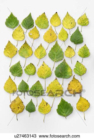 Silver birch leaves View Large Photo Image Stock Image - Silver birch leaves. Fotosearch