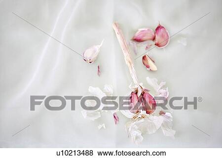 Still life of garlic bulb and gloves View Large Photo Image Stock Photo - Still life of garlic bulb and gloves. Fotosearch