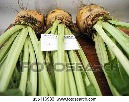 Stock Image - Sugar beet in competition at English agricultural show. Fotosearch