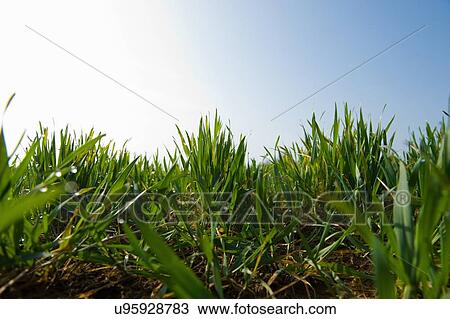 Surface level view of wheat field with new green growth View Large Photo Image Stock Image - Surface level view of wheat field with new green growth. Fotosearch