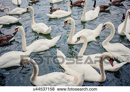 Stock Photo - Swans on water. Fotosearch