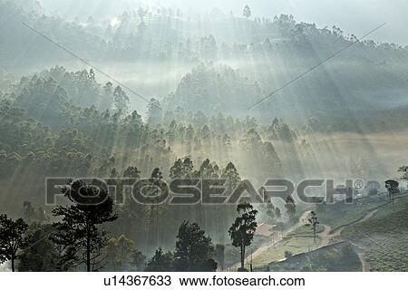 "Tea plantation at dawn, Kerala, India" View Large Photo Image Stock Image - "Tea plantation at dawn, Kerala, India". Fotosearch