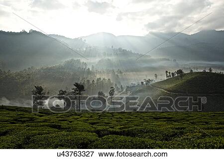 "Tea plantation at dawn, Kerala, India" View Large Photo Image Stock Photo - "Tea plantation at dawn, Kerala, India". Fotosearch