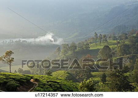 Stock Photo - "Tea plantation, Kerala, India". Fotosearch