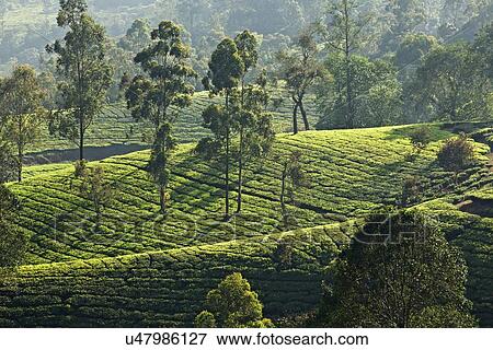 Stock Photo - "Tea plantation, Kerala, India". Fotosearch