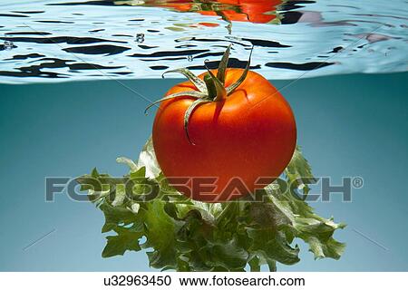Tomato and lettuce underwater View Large Photo Image Stock Image - Tomato and lettuce underwater. Fotosearch