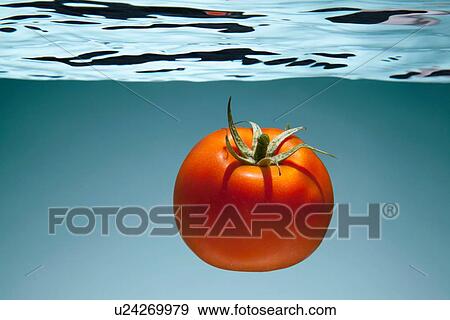 Tomato underwater View Large Photo Image Stock Photo - Tomato underwater. Fotosearch