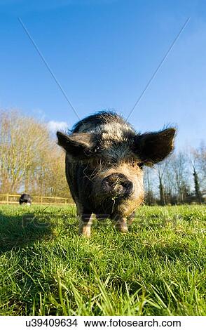 Vietnamese Pot-Bellied Pig View Large Photo Image Picture - Vietnamese Pot-Bellied Pig. Fotosearch