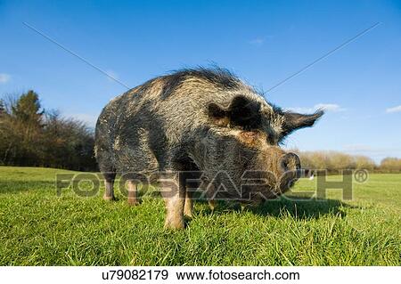 Stock Photo - Vietnamese Pot-Bellied Pig. Fotosearch