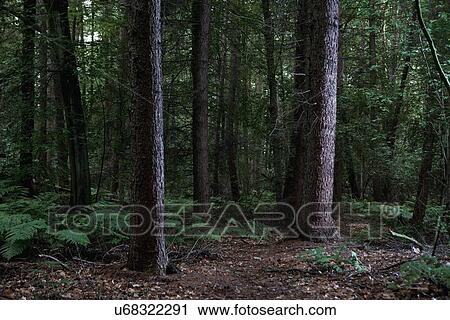 Stock Image - View of dense forest with ferns. Fotosearch