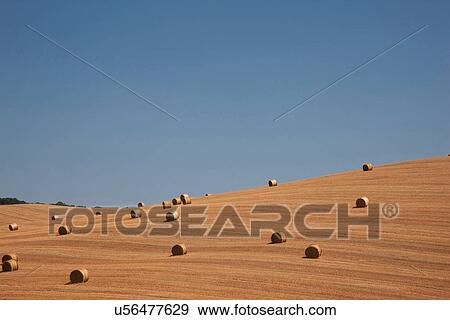 Stock Photo - "View of straw bales in harvested cornfield, Pienza, Val D'Orcia, Tuscany, Italy". Fotosearch