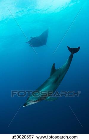 "Wild dolphin and giant manta swimming, San Benedicto, Revillagigedo, Mexico" View Large Photo Image Stock Photo - "Wild dolphin and giant manta swimming, San Benedicto, Revillagigedo, Mexico". Fotosearch