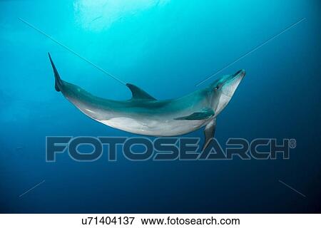 "Wild dolphin swimming, San Benedicto, Revillagigedo, Mexico" View Large Photo Image Stock Photo - "Wild dolphin swimming, San Benedicto, Revillagigedo, Mexico". Fotosearch