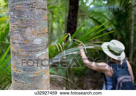 "Woman exploring jungle, Waiheke Island, North Island, New Zealand" View Large Photo Image Stock Photo - "Woman exploring jungle, Waiheke Island, North Island, New Zealand". Fotosearch
