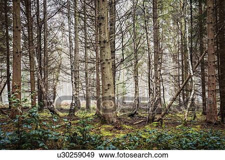 Stock Photo - "Wyre Forest, UK". Fotosearch