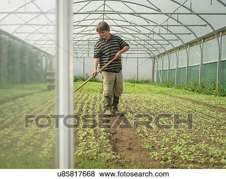 Stock Photo - Young boy weeding organic radishes in poly tunnel. Fotosearch