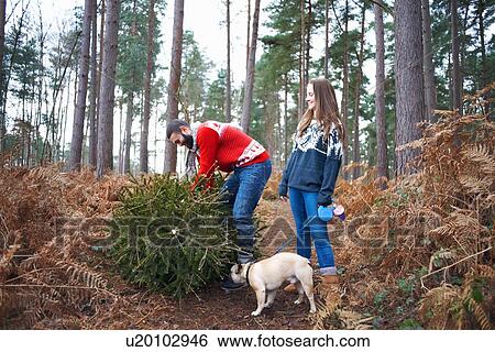 Stock Photograph - Young couple and dog lifting Christmas tree in woods. Fotosearch