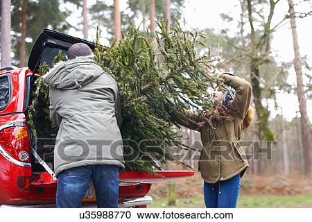 Young couple lifting Christmas tree into car boot View Large Photo Image Stock Image - Young couple lifting Christmas tree into car boot. Fotosearch