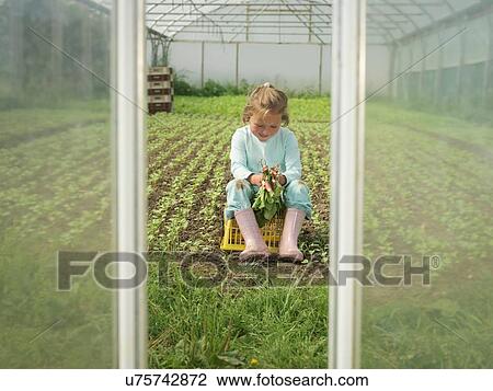 Young girl picking organic radishes in poly tunnel View Large Photo Image Stock Image - Young girl picking organic radishes in poly tunnel. Fotosearch