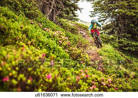 Young male mountain biker cycling down forest track View Large Photo Image Stock Image - Young male mountain biker cycling down forest track. Fotosearch
