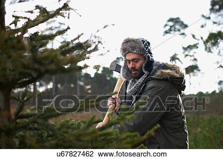 Stock Image - Young man chopping Christmas tree in forest. Fotosearch