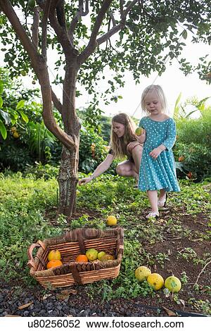 Stock Image - Young woman and toddler daughter harvesting fresh oranges in garden. Fotosearch