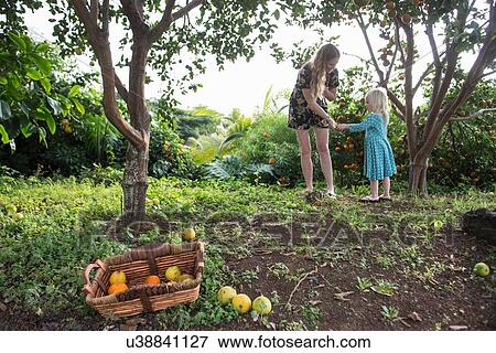 Stock Photo - Young woman handing freshly picked orange to toddler daughter in garden. Fotosearch