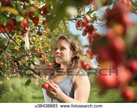 Stock Image - Young woman picking fruit from tree in orchard. Fotosearch
