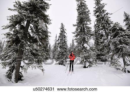 "Young woman skiing in snow covered forest, Posio, Lapland, Finland" View Large Photo Image Stock Image - "Young woman skiing in snow covered forest, Posio, Lapland, Finland". Fotosearch