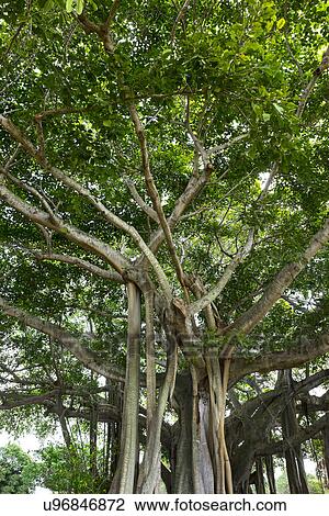 Banyan trees View Large Photo Image Stock Image - Banyan trees. Fotosearch