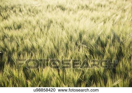 Stock Image - Barely in field. Fotosearch