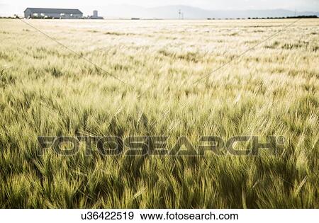 Stock Photo - Barely in field. Fotosearch