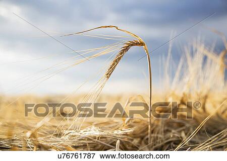 Barley crops in field View Large Photo Image Stock Photo - Barley crops in field. Fotosearch