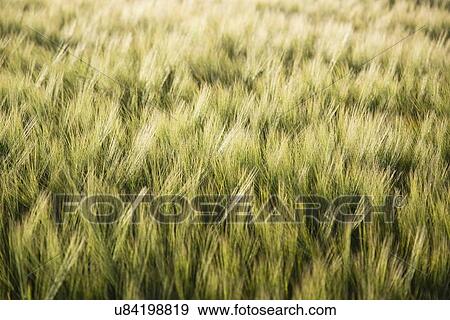 Stock Photo - Barley in field. Fotosearch