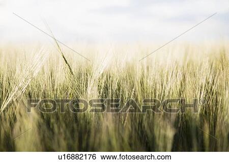 Barley in field View Large Photo Image Stock Photograph - Barley in field. Fotosearch