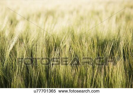 Barley in field View Large Photo Image Stock Photography - Barley in field. Fotosearch