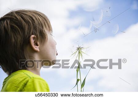 Boy (6-7) blowing dandelion View Large Photo Image Stock Image - Boy (6-7) blowing dandelion. Fotosearch