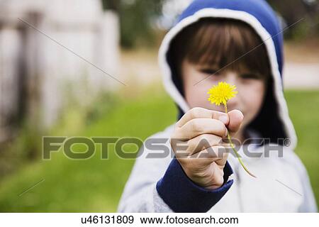Boy (6-7) holding dandelion View Large Photo Image Stock Photo - Boy (6-7) holding dandelion. Fotosearch