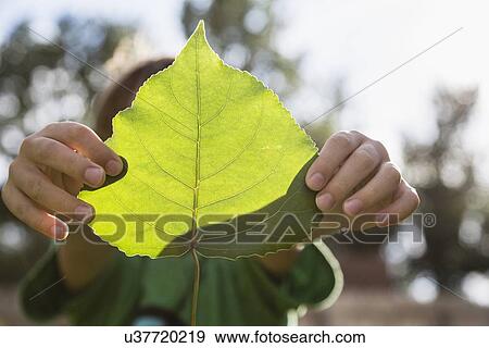 Boy (6-7) holding green leaf View Large Photo Image Stock Photo - Boy (6-7) holding green leaf. Fotosearch