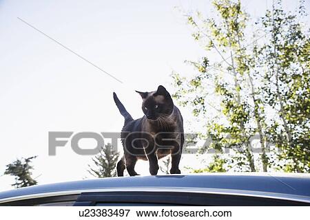 Stock Photo - Cat on roof of car. Fotosearch